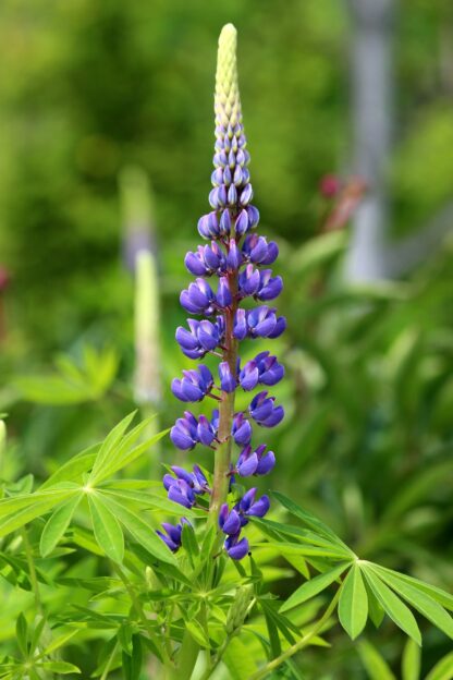Wild Lupines Seeds, Lupin perennis - Image 5