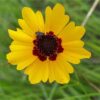 Plains Coreopsis Seeds, Coreopsis tinctoria - Image 5