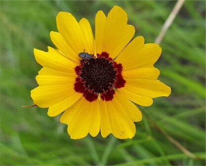Plains Coreopsis Seeds / Coreopsis tinctoria - Image 5