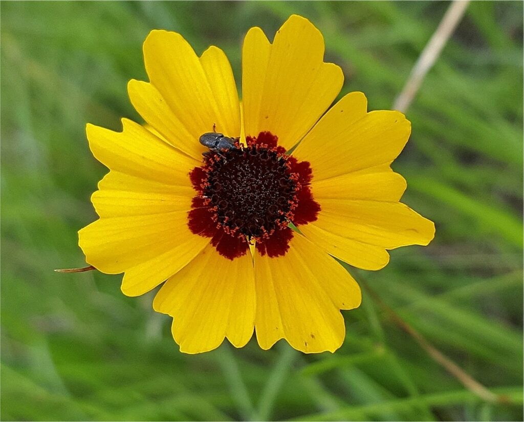 heat tolerant southern wildflowers