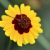 Plains Coreopsis Seeds, Coreopsis tinctoria - Image 8