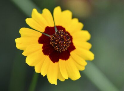 Plains Coreopsis Seeds / Coreopsis tinctoria - Image 8