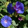 Grandpa Ott Purple Morning Glory, Ipomea purpurea - Image 9