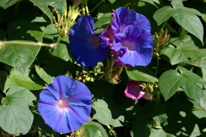 Grandpa Ott Purple Morning Glory / Ipomea purpurea - Image 9