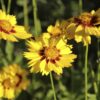 Plains Coreopsis Seeds, Coreopsis tinctoria - Image 9