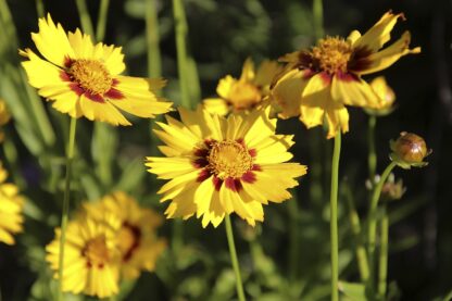 Plains Coreopsis Seeds / Coreopsis tinctoria - Image 9