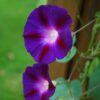 Grandpa Ott Purple Morning Glory, Ipomea purpurea - Image 8