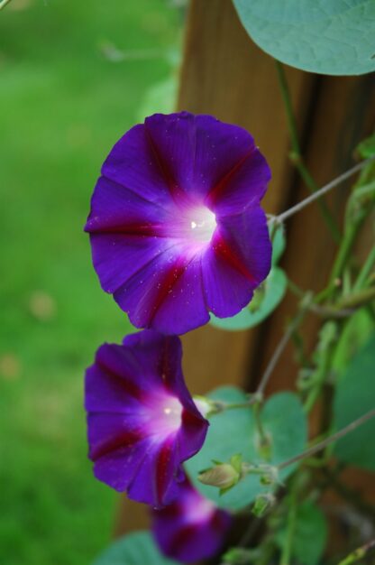 Grandpa Ott Purple Morning Glory / Ipomea purpurea - Image 8