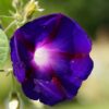 Grandpa Ott Purple Morning Glory, Ipomea purpurea - Image 4