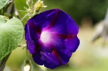 Grandpa Ott Purple Morning Glory / Ipomea purpurea - Image 4