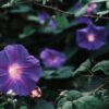 Grandpa Ott Purple Morning Glory, Ipomea purpurea - Image 6