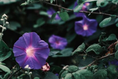 Grandpa Ott Purple Morning Glory / Ipomea purpurea - Image 6