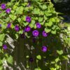 Grandpa Ott Purple Morning Glory, Ipomea purpurea - Image 5