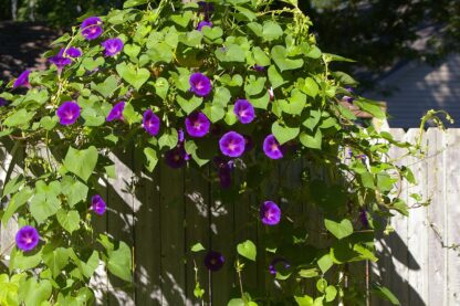 Grandpa Ott Purple Morning Glory / Ipomea purpurea - Image 5