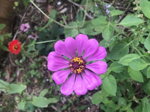 Mixed Zinnia seeds, Free Shipping, Zinnia elegans - Image 4