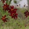 Dwarf Red Plains Coreopsis Seeds, Coreopsis tinctoria - Image 6