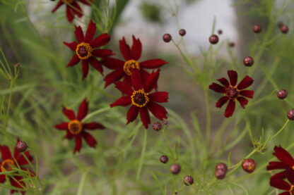Dwarf Red Plains Coreopsis Seeds / Coreopsis tinctoria - Image 6