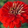 California Giant Zinnia Seeds, Zinnia Elegans - Image 9