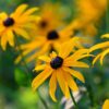 Black-eyed Susan Seeds, Rudbeckia hirta - Image 8