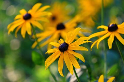 Black-eyed Susan Seed / Rudbeckia hirta - Image 8