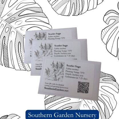Scarlet Sage Seeds, Tropical Sage / Salvia coccinea - Image 4
