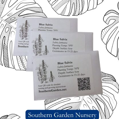 Blue Sage Seeds, Blue Salvia / Salvia farinacea - Image 5
