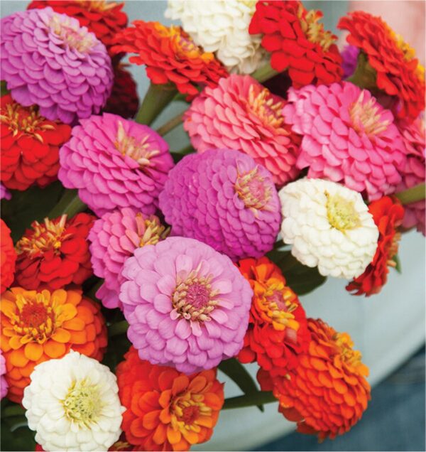 Sunbow Mix Zinnias, Zinnia elegans ‘Sunbow’