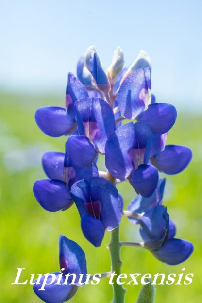 Texas Bluebonnets Seeds, Lupinus texensis - Image 5