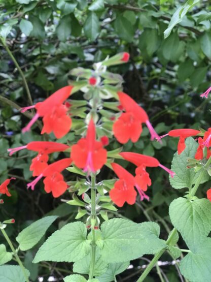Scarlet Sage Seeds, Tropical Sage / Salvia coccinea - Image 9