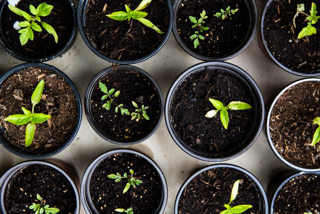 Starting plants indoors lets you provide optimal soil temperature for a variety of plants.