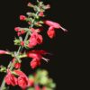 Scarlet Sage Seeds /Tropical Sage, Salvia coccinea - Image 5