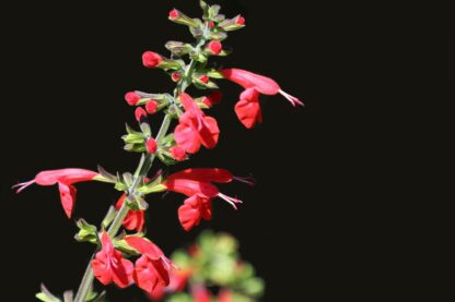 Scarlet Sage Seeds, Tropical Sage / Salvia coccinea - Image 5