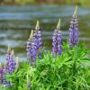 Wild Lupines Seeds, Lupin perennis - Image 9