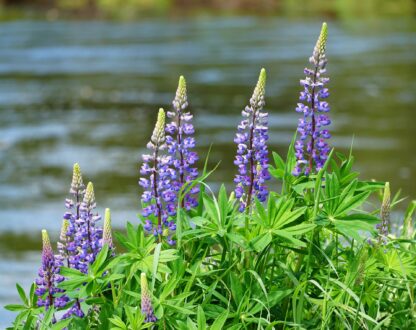 Wild Lupines Seeds, Lupin perennis - Image 9