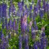 Wild Lupines Seeds, Lupin perennis - Image 6