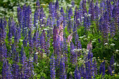 Wild Lupines Seeds, Lupin perennis - Image 6