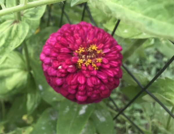Mixed Zinnia seeds, Free Shipping, Zinnia elegans - Image 5