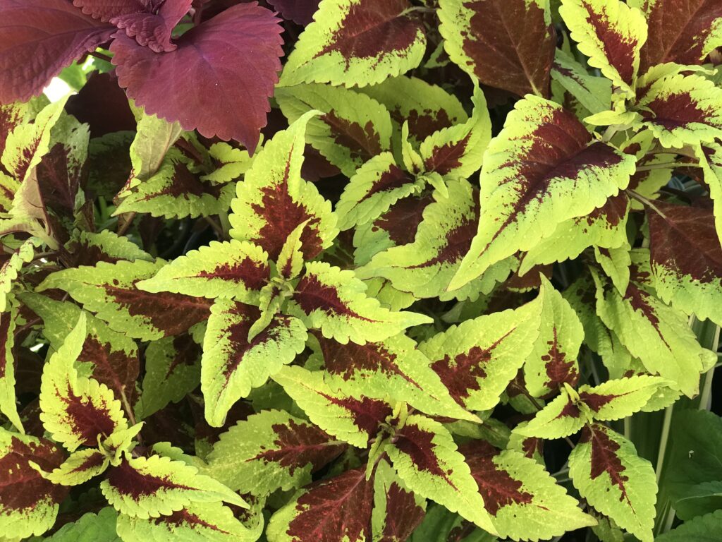 Coleus is suitable to plant in July in Florida