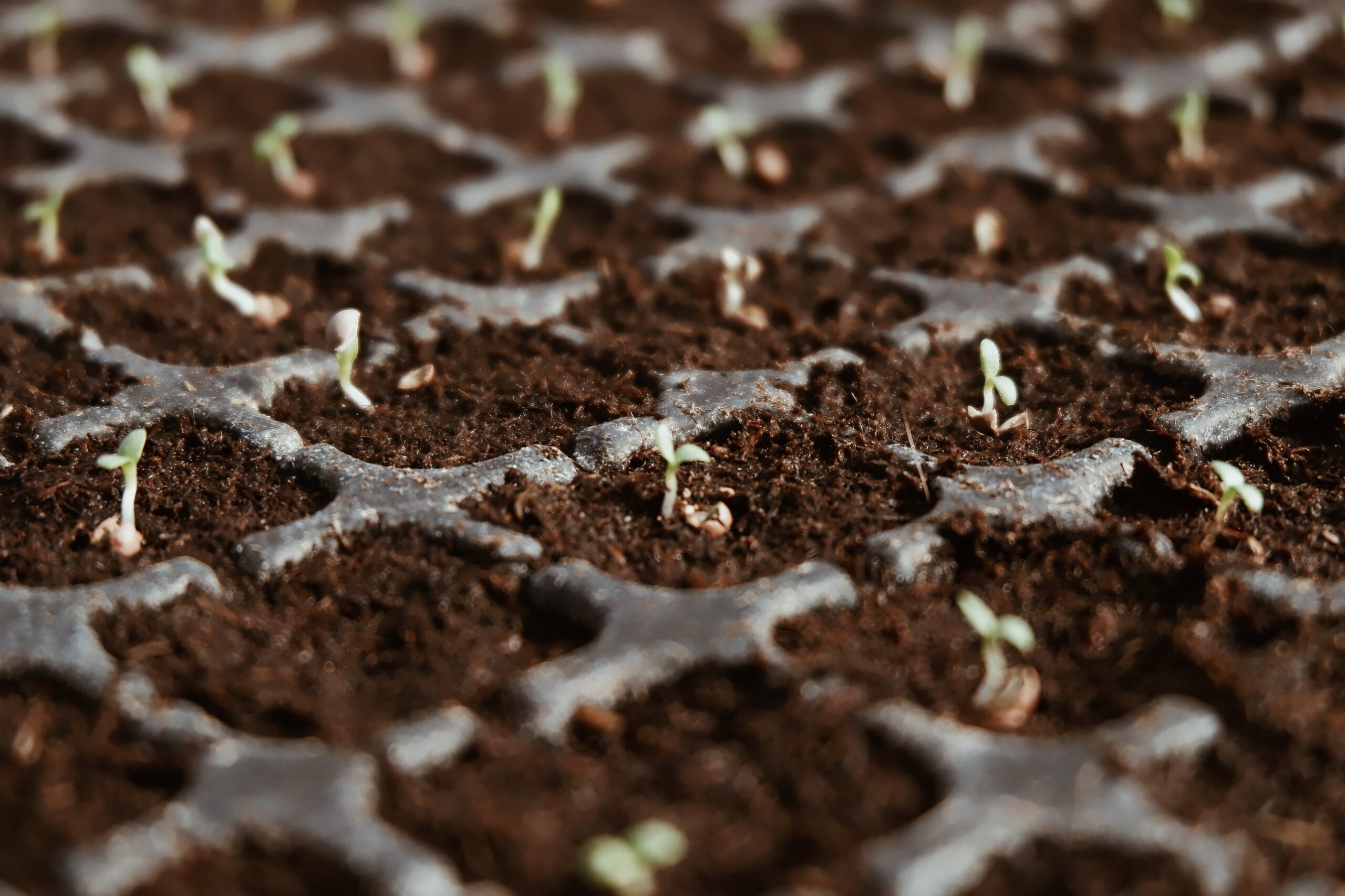 Vegetables and flowers to plant in July in Florida, Louisiana, and Texas