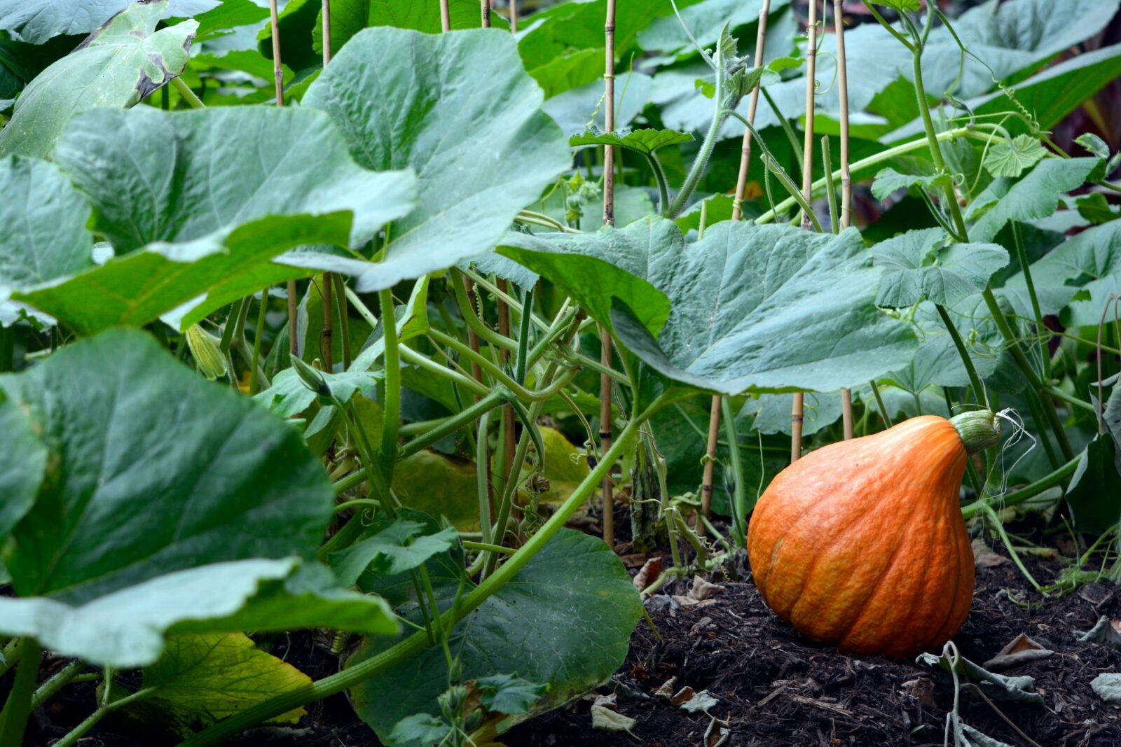 pumpkin vegetable varieties for Florida