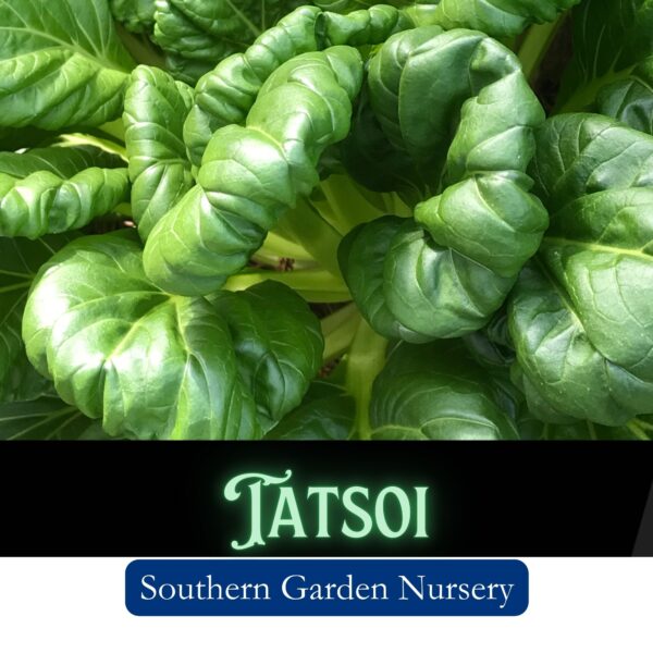 Tatsoi Asian Cabbage, Tatsoi Asian mustard seeds