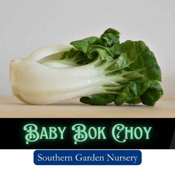 Dwarf bok choy, baby bok choy