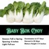 Dwarf Bok Choy Seeds, Free Shipping, Brassica rapa (Chinensis) - Image 2