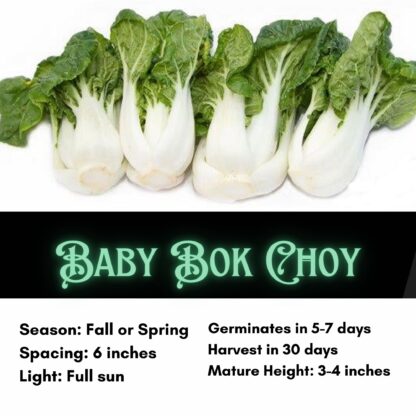 Dwarf Baby Bok Choy Seeds /  Brassica rapa 'Chinensis' - Image 2