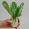 Dwarf Bok Choy Seeds, Free Shipping, Brassica rapa (Chinensis) - Image 3