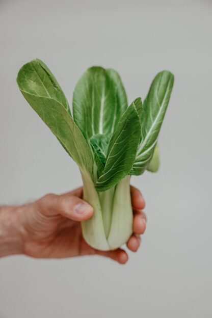Dwarf Baby Bok Choy Seeds /  Brassica rapa 'Chinensis' - Image 3