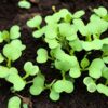 Dwarf Bok Choy Seeds, Free Shipping, Brassica rapa (Chinensis) - Image 8