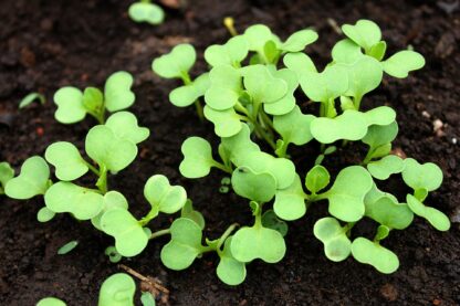 Dwarf Baby Bok Choy Seeds /  Brassica rapa 'Chinensis' - Image 8