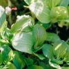 Dwarf Bok Choy Seeds, Free Shipping, Brassica rapa (Chinensis) - Image 6