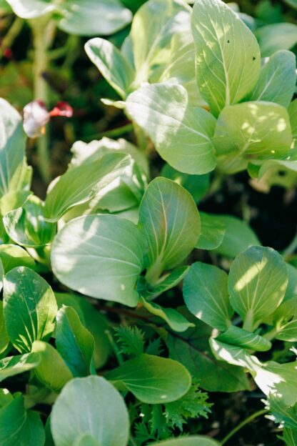 Dwarf Baby Bok Choy Seeds /  Brassica rapa 'Chinensis' - Image 6